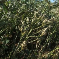 img20130919113922[1]