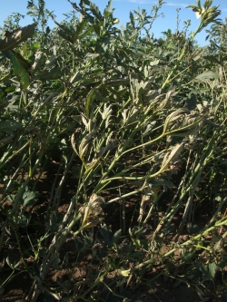 img20130919113922[1]