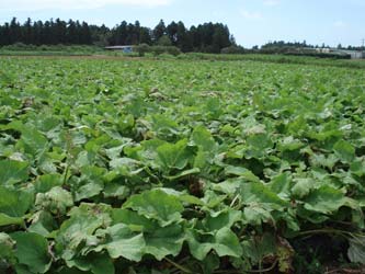 菅谷栄 ごぼう畑