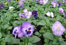 堀澄幸男 パンジー