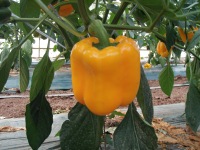 竹内 壯文 パプリカ