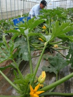 竹内 壯文 ズッキーニ