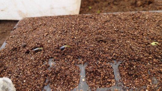 3月28日みんなの種まき、少し芽が動いてきた