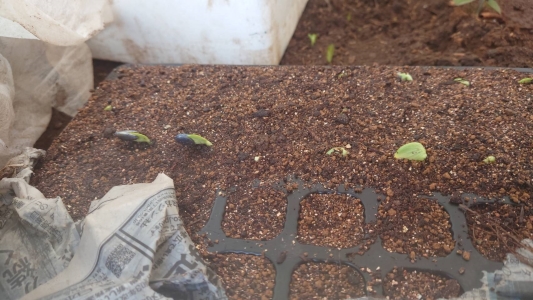 3月29日いくつか出てきた