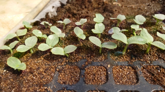 3月30日みんなの種まき、芽が揃う