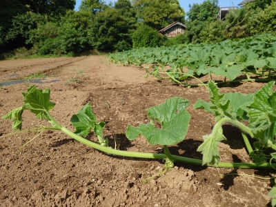 20240608みんなで播種1