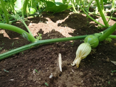 20240608みんなで播種2