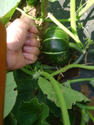 20240608みんなで播種3